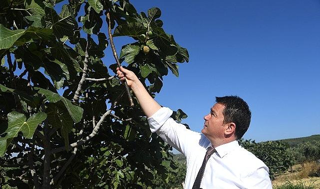 Osmangazi'den dünyaya açılan lezzet “Bursa Siyah İnciri" Osmangazi'den dünyaya açılan lezzet “Bursa Siyah İnciri"