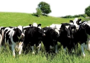 Edirne’de Hayvan Hareketlerine Aşı Kısıtlaması Getirildi