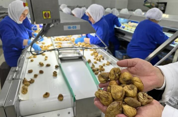 İhracatta Rekor: Kuru İncir 350 Milyon Doları Aştı İhracatta Rekor: Kuru İncir 350 Milyon Doları Aştı