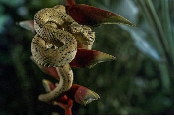 'Karanlık Çökünce Özel', 4 Ocak Pazar 20.00'de National Geographic WILD Ekranlarında!