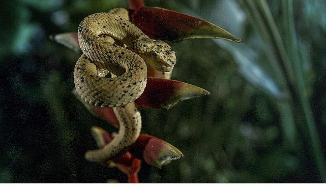 'Karanlık Çökünce Özel', 4 Ocak Pazar 20.00'de National Geographic WILD Ekranlarında!