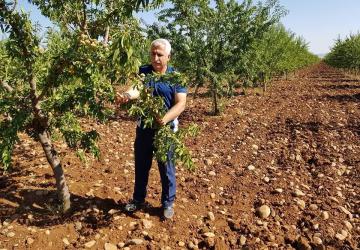 Mühendis Mehmet Çelebi: ‘Bademdeki verginin düşürülmesi, çiftçiyi hayal kırıklığına uğratmıştır’