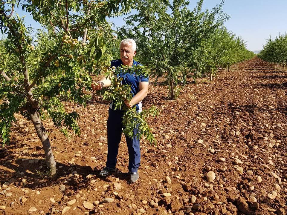 Mühendis Mehmet Çelebi: ‘Bademdeki verginin düşürülmesi, çiftçiyi hayal kırıklığına uğratmıştır’ Mühendis Mehmet Çelebi: ‘Bademdeki verginin düşürülmesi, çiftçiyi hayal kırıklığına uğratmıştır’