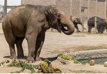 İzmir Doğal Yaşam Parkı'nın fillerine hayat kurtaran ayak bakımı