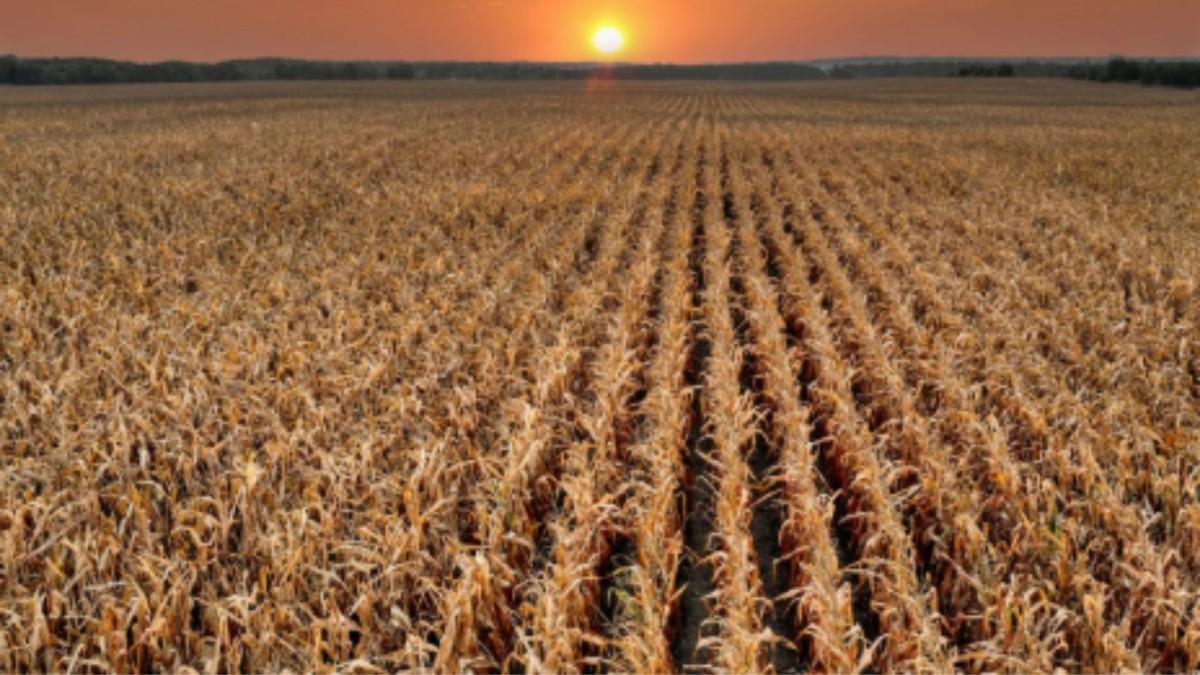 Kırsal kalkınma desteklerinde yeni dönem: Hibe oranları %70’e çıkıyor