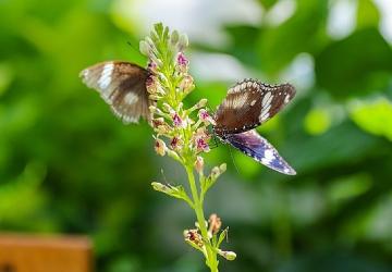 Konya'nın Turizm Yıldızı: Konya Tropikal Kelebek Bahçesi 2025'te 603 bin, toplamda 4 milyon 136 bin 888 ziyaretçiyi ağırladı