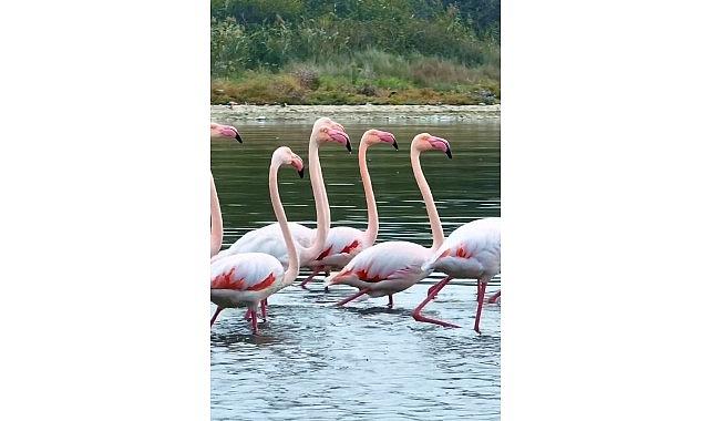 İzmit Körfezi'nde pembe flamingoların dansı