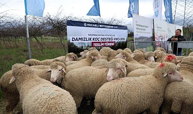 Büyükşehir'den hayvancılığa damızlık koç desteği