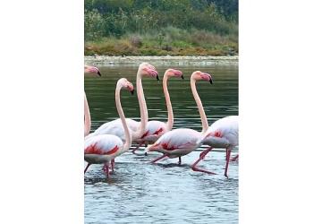 İzmit Körfezi'nde pembe flamingoların dansı