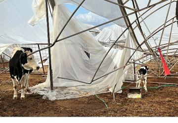 Büyükşehir yağış ve fırtınadan zarar gören üreticinin yanında