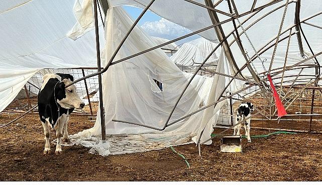 Büyükşehir yağış ve fırtınadan zarar gören üreticinin yanında Büyükşehir yağış ve fırtınadan zarar gören üreticinin yanında