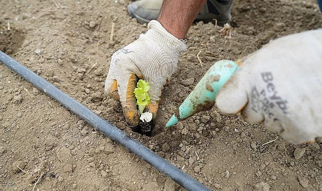 Yaşam Bahçesi'nde kışlık fideler toprakla buluştu