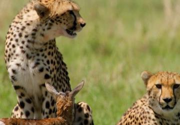 'Afrika'nın Vahşi Dahileri', 2 Kasım Pazar 20.00'de National Geographic WILD Ekranlarında!