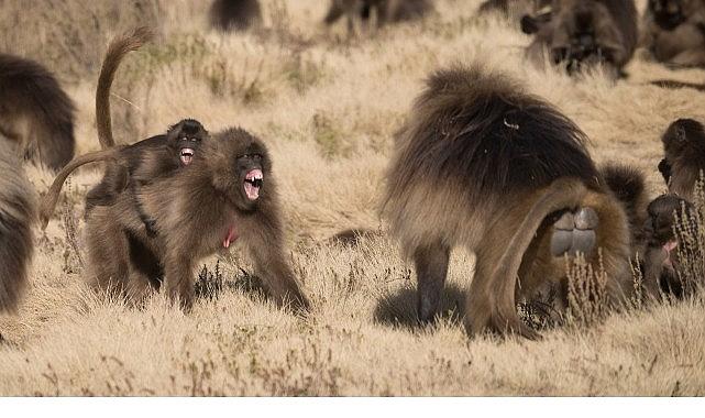 'Maymun Savaşları', 28 Eylül Pazar 20.00'de National Geographic WILD Ekranlarında!