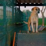 Didim Belediyesi'nden can dostlara sevgiyle hizmet