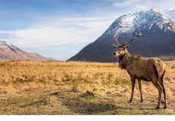 6 Bölümlük Seri 'Avrupa'nın Vahşi Harikaları', 15 Kasım'dan İtibaren Cumartesi Günleri 20.00'de İki Bölüm Art Arda National Geographic WILD Ekranlarında!