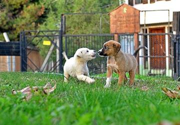 Osmangazi Belediyesi Can Dostların Umudu Oluyor