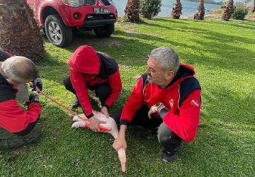 İzmir İtfaiyesi ayağına misina dolanan flamingoyu kurtardı