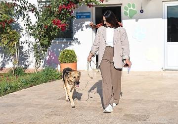 Can dostlar yeni yuvalara sahiplendiriliyor