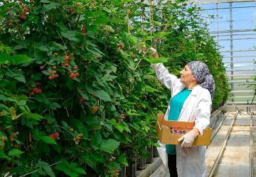 Seralarda sel felaketine Elara Tarım'dan dirençli çözüm