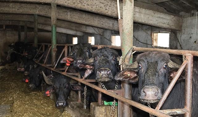 Kocaeli'de manda sayısı Büyükşehir'in desteğiyle artıyor