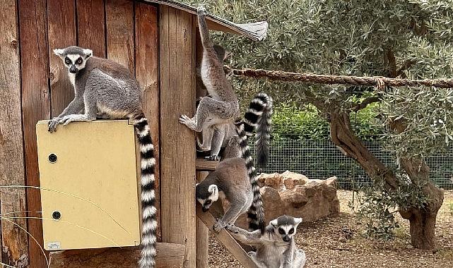 İzmir Doğal Yaşam Parkı'nda Davranış Zenginleştirme Atölyesi İzmir Doğal Yaşam Parkı'nda Davranış Zenginleştirme Atölyesi