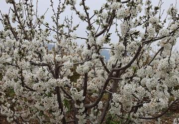 Kiraz hasreti bu sene bitiyor