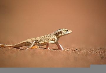 'Sıra Dışı Canlılar Özel', 11 Ocak Pazar 20.00'de National Geographic WILD Ekranlarında İzleyicilerle Buluşuyor!