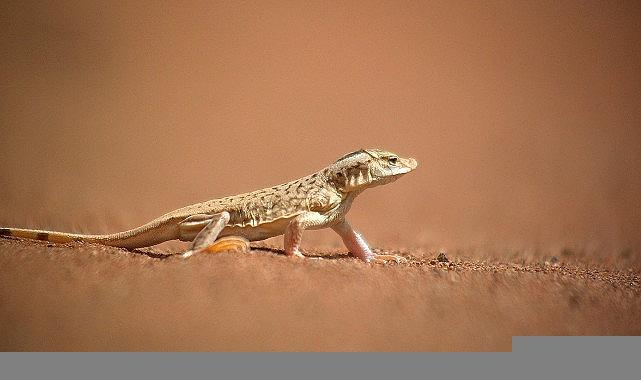 'Sıra Dışı Canlılar Özel', 11 Ocak Pazar 20.00'de National Geographic WILD Ekranlarında İzleyicilerle Buluşuyor!