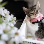 Buca Belediyesi 'Zero' için seferber oldu