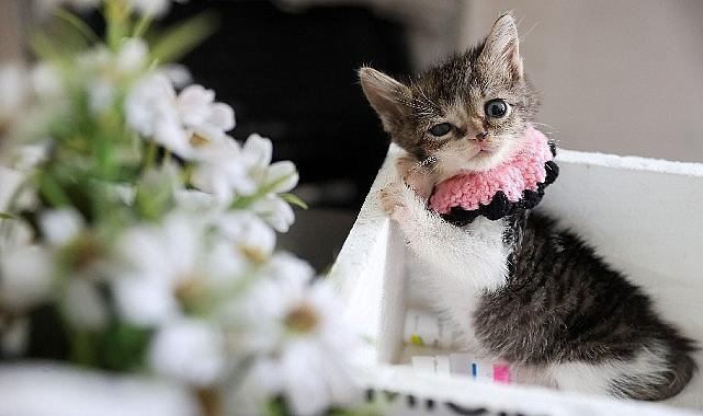 Buca Belediyesi 'Zero' için seferber oldu