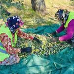 Burhaniye'de Zeytin Hasadı Başladı