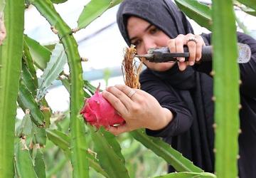 Büyükşehir'den üreticilere katma değeri yüksek alternatif ürün desteği