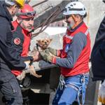 Afetzede hayvanlar için ilçelere arama kurtarma eğitimi