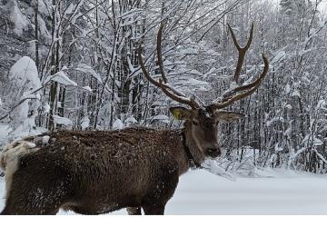 Kuzuyayla'nın müdavimi kızıl geyikler