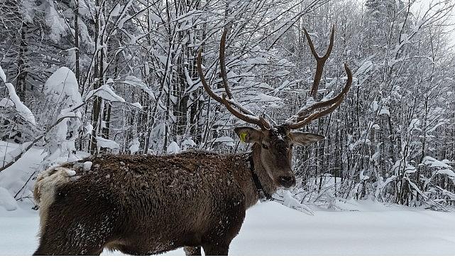 Kuzuyayla'nın müdavimi kızıl geyikler