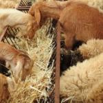 ‘Kırsalda Bereket Küçükbaşa Destek Projesi’ başlıyor