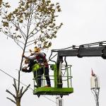 Maltepe'de budama zamanı