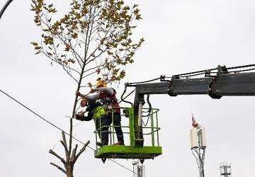 Maltepe'de budama zamanı