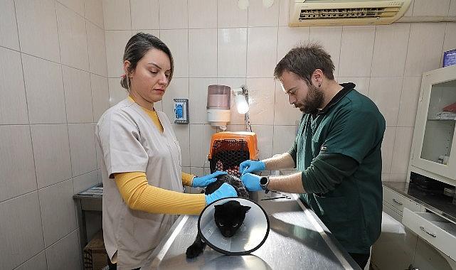 Gaziemir Belediyesi 6 bin 222 can dostun yaşamına dokundu