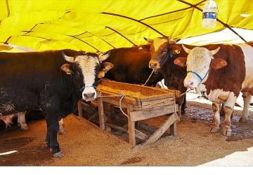 Keçiören'de Kurban Satış Alanı Başvuruları Başlıyor