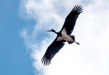 Adıyaman’da kış ortasında kara leylek görüntülendi
