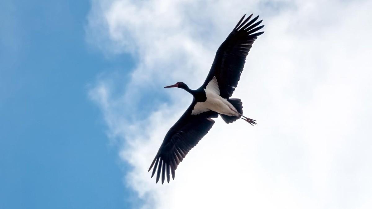 Adıyaman’da kış ortasında kara leylek görüntülendi