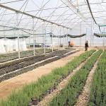 Büyükşehir'den Alanya'nın coğrafi işaretli keçiboynuzuna destek