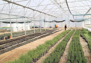 Büyükşehir'den Alanya'nın coğrafi işaretli keçiboynuzuna destek