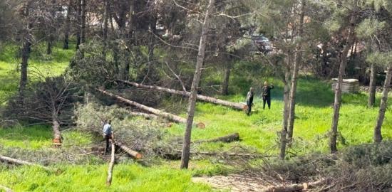 Adıyaman’da ağaç kesimine tepki: Vatandaşlar ‘katliam’ dedi - Videolu Haber