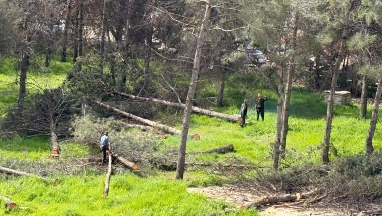 Adıyaman’da ağaç kesimine tepki: Vatandaşlar ‘katliam’ dedi - Videolu Haber