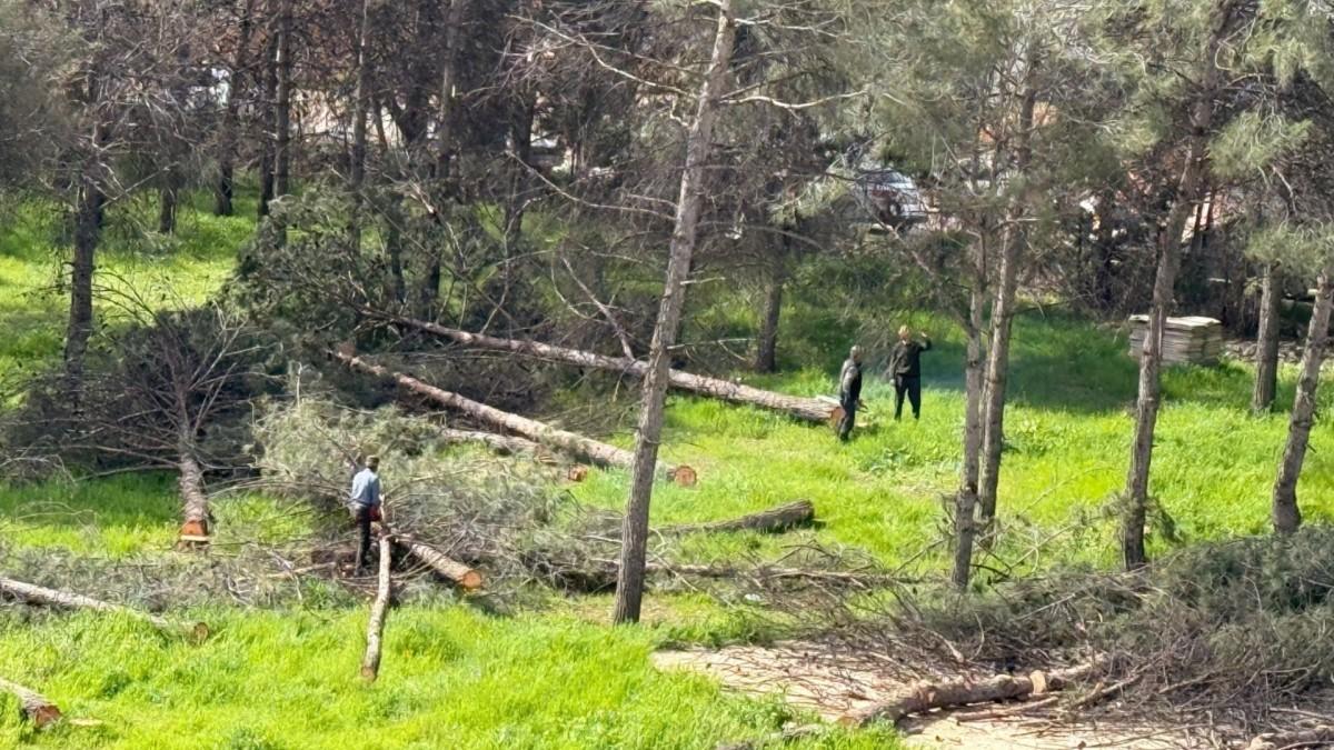 Adıyaman’da ağaç kesimine tepki: Vatandaşlar ‘katliam’ dedi - Videolu Haber