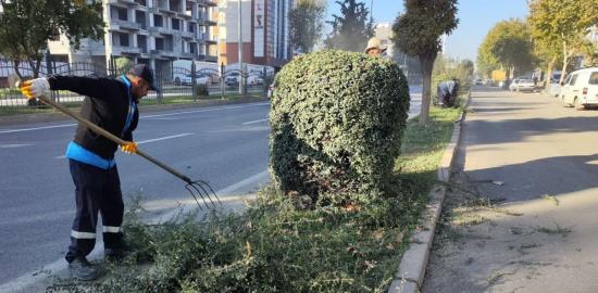 Adıyaman Belediyesi’nden kış öncesi ağaç budama ve bakım çalışması - Videolu Haber