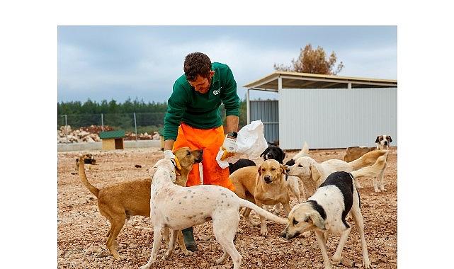 Büyükşehir'den sokak köpeklerine özel yaşam alanı